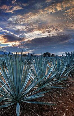 Jalisco